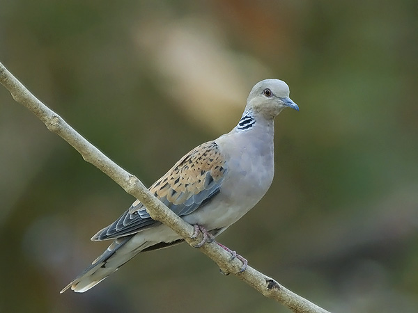 Turturikyyhky, European Turtle Dove, Streptopelia turtur